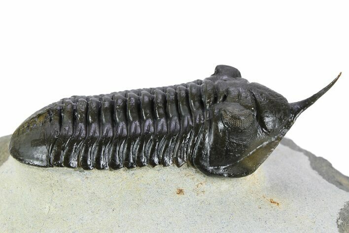 Beautiful, Morocconites Trilobite Fossil - Ofaten, Morocco #253574